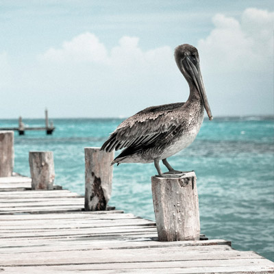 在线短信轰炸机网页版